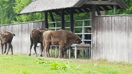 Zagroda żubrów w Wolisku